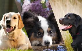 Hi there, i hope this is in the right forum. Best Breeds For Beginners Choosing Your First Dog Pet Facts Blog