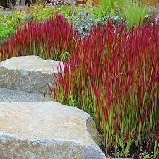 Page Not Found The Flower Diaries Ornamental Grass Landscape Grasses Landscaping Japanese Garden