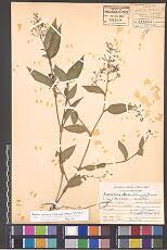 Image result for Aneilema umbrosum