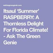 Plantsruleshop 5 out of 5 stars (142) $ 15.99 free shipping add to favorites. Itsaul Summer Raspberry A Thornless Delight For Florida Climate Ask The Green Genie Raspberry Climates Genies