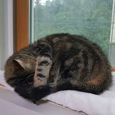 Pin Auf Katzenwelt