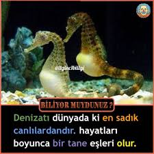 3 097 Begenme 15 Yorum Instagram Da Ilginc1bilgi Ilginc1billgi Farkli Ve Ilginc Bilgiler Icin Sayfamizi Takip Edebilirsin In 2020 Fish Pet Pets Animals