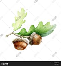 Acorns from red oak trees have a very bitter, unpalatable taste. Acorn Oak Leaves Image Photo Free Trial Bigstock