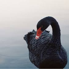 Black Bird With Blue Neck Michigan Pin By Kimberly Kincaid On Random Animals In 2020 Beautiful Birds Animals Beautiful Pet Birds