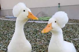 Pato could rejoin milan amid tianjin scandal. Facebook Reto Viral 2020 En Menos De Un Minuto Eres Capaz De Encontrar Al Murcielago El Pato Y La Mariposa En Esta Imagen Viral Face Facebook Viral