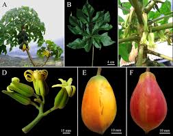 Image result for Cylicomorpha parviflora