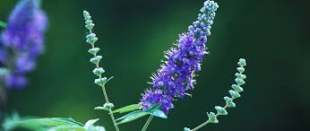 Image result for Chasteberry