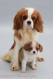 All About Fun Cavalier King Charles Spaniel Exercise Needs Cavalierkingcharlesspaniellover Cavalierkingcharlesofins Kopek Hayvanlar