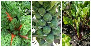 Check spelling or type a new query. Cold Hardy Vegetables Let You Get A Head Start On Spring