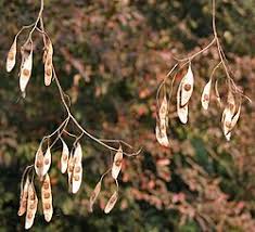 Image result for Dalbergia bracteolata