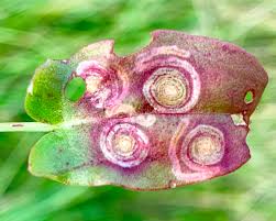 Image result for Enteucha acetosae