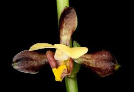 Image result for Eulophia ensata