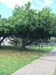 Image result for Barringtonia asiatica