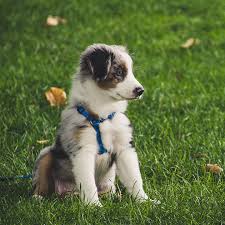 Facebook twitter pinterest odnoklassniki whatsapp twitter pinterest. Susse Hunde 3 Wunderbare Bilder