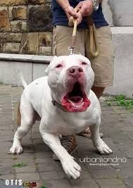 Otis From Belgium Amer Bully Xl American Pitbull Terrier Bully Dog American Pitbull