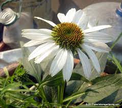 In short, we envision making cui the university of choice in pakistan and across asia. Summer Flowering Annual Plants For Lahore Karachi Peshawar And Islamabad