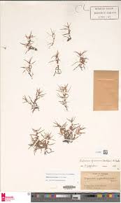 Image result for Diplacrum africanum