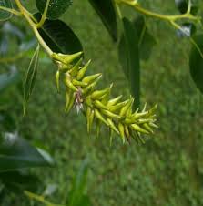 Image result for Sebaea pentandra