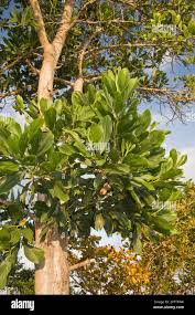 Image result for Acacia mangium