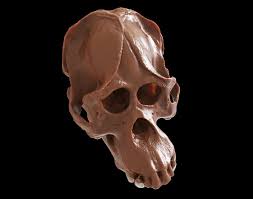 Detailed Orangutan 3d Model Skull Scan Created With Artec Scanner For 3d Printing This Could Be Used For Creating Skull Jewelry Us Skull Model 3d Model Skull