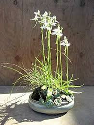 Image result for Habenaria petitiana
