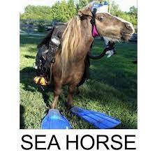 Pin On The Best Animal Puns