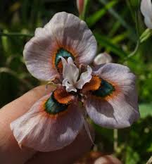 Image result for Moraea niassensis