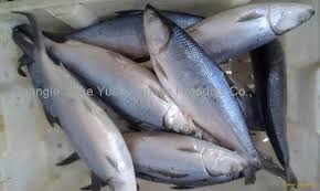 Subscribe to our mailing list. Frozen Milk Fish Chanos Chanos Indonesia Products China Frozen Milk Fish Chanos Chanos Indonesia Supplier