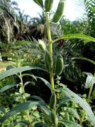 Image result for Sesamum radiatum