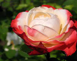 Retrouvez notre sélection raffinée de cadeaux naissance. Edelrose Nostalgie Mein Schoner Garten