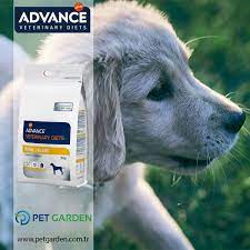 advance veterinery diets dog renal failure bobrek yetmezligi kronik bobrek hastaligi bobrekte kalsiyum oksalat taslari advanceveterinerydiets bobrek yetmezligi