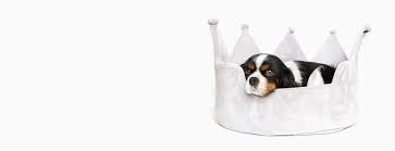How much will my urgent care visit cost me? Welcome To Afford A Vet Animal Clinic Gp Specialty Emergency Veterinarians