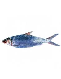 (1979) listed chanos chanos as having been introduced but not established in california. Milk Fish Chanos Chanos 500g 800g 10kg