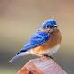 Washington County Bird Club Meeting | Bluebird event image