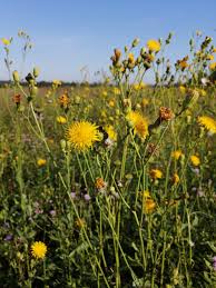Image result for Sonchus wilmsii