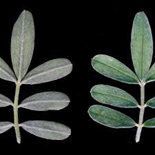 Image result for Indigastrum costatum