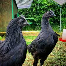 Check spelling or type a new query. Ayam Cemani World S Most Expensive Chicken Guardian Life The Guardian Nigeria News Nigeria And World News