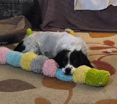 This is George, our permanent foster dog who has now lived with Liz for the  past Twelve and a half years. George lost Kate his beloved mentor and best  friend just before