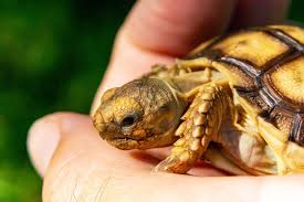 Pet Tortoise Types And Basic Care Lovetoknow
