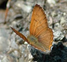 Our stylists attend industry events and travel the country to attend bridal designer fashion shows, allowing us to stay on point with current trends as well as classic, timeless styles. Lycaena Mariposa Wikipedia