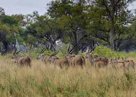 Image result for Paropsia brazzeana