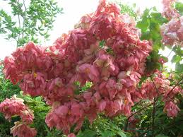 Image result for Mussaenda