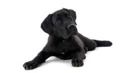 Maybe you would like to learn more about one of these? Labrador Dog And Puppy Information Rspca