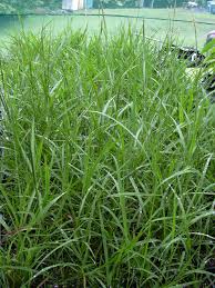 Image result for Ischaemum