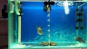 Filter merupakan salah satu perlengkapan aquarium yang dianjurkan untuk dimiliki. 10 Perlengkapan Aquarium Dan Fungsinya Untuk Ikan Hias