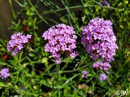 Genus verbena can be annuals details 'lollipop' is a dwarf cultivar with a height and spread of 60cm. Verbena Bonariensis Lollipop California Flora Nursery