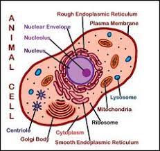 Check spelling or type a new query. 20 Animal Cell Ideas Animal Cell Cell Model Animal Cell Project