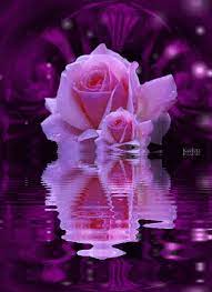 # flowers in the attic. Keefers S Media Beautiful Flowers Pictures Flower Pictures Beautiful Rose Flowers