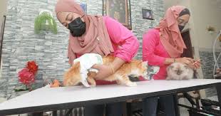 Membuat tempahan dalam talian dengan mudah di planet of hotels. Bela Nasib Kucing Jalanan Sepanjang Pkp