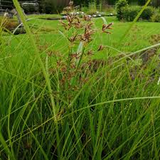 Image result for Cyperus longus